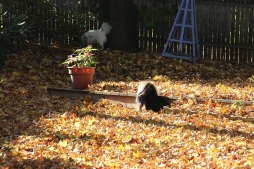 doggies and leaves