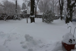 backyard snow 2-16-16
