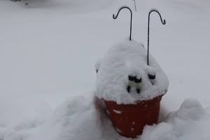 potted snow