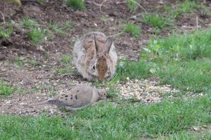 Bunny and Dove