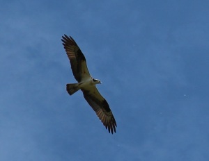osprey 2